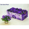 Campanula Porto Longlife