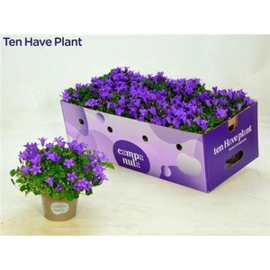 Campanula Porto Longlife