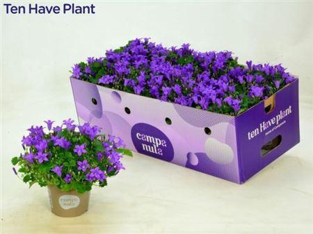 Campanula Porto Longlife