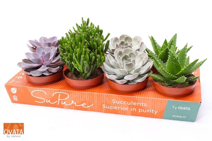 <h4>Succ Gem 4 Srt</h4>