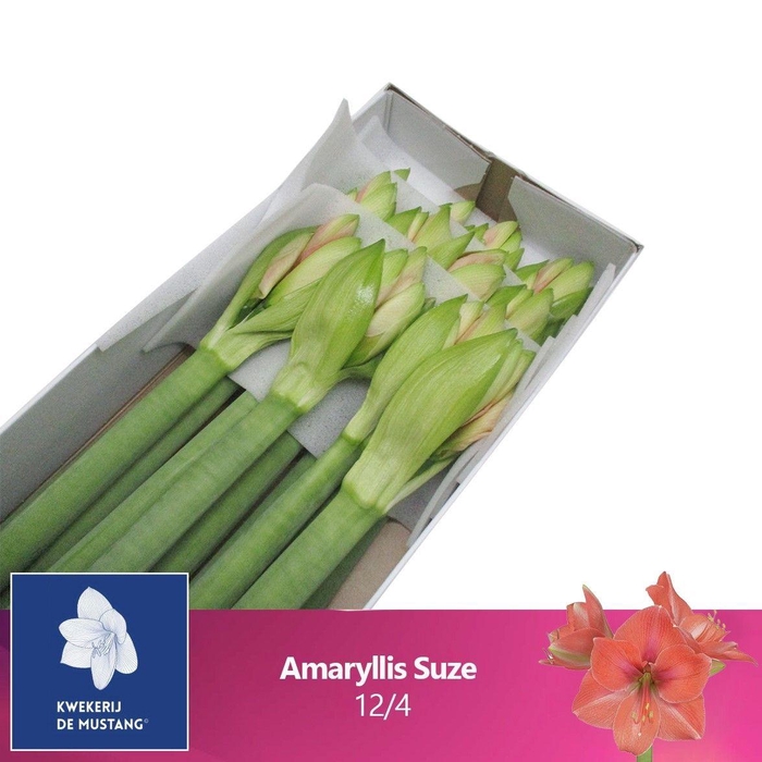 <h4>HIPP GA SUZE</h4>