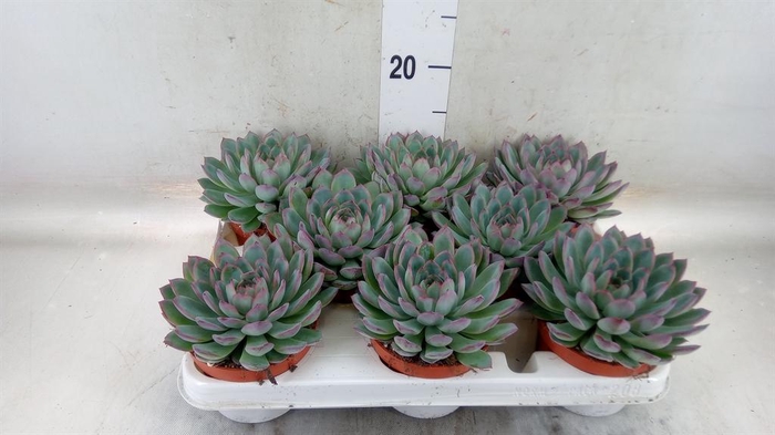 <h4>Echeveria  'Apus'</h4>