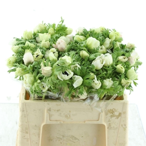 Anem Co Mar White