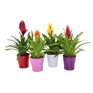 Bromelia Gemengd Coco (Met Hoes)