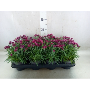 Dianthus  'Sweety Pinky Love'