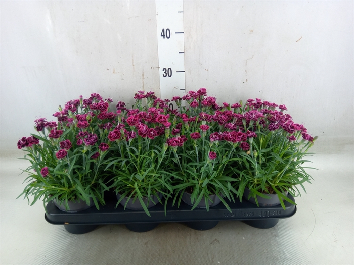 <h4>Dianthus  'Sweety Pinky Love'</h4>