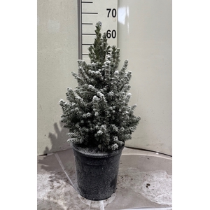 PICEA GL CONICA