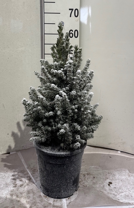 <h4>PICEA GL CONICA</h4>