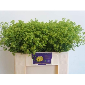 ALCHEMILLA ROBUSTICA
