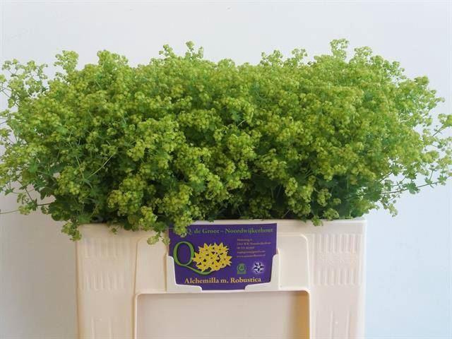 <h4>ALCHEMILLA ROBUSTICA</h4>