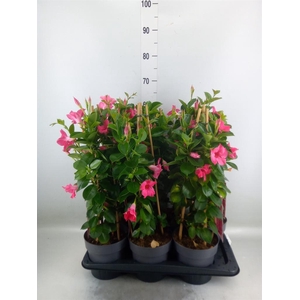 Mandevilla am. 'Sundav Pink'