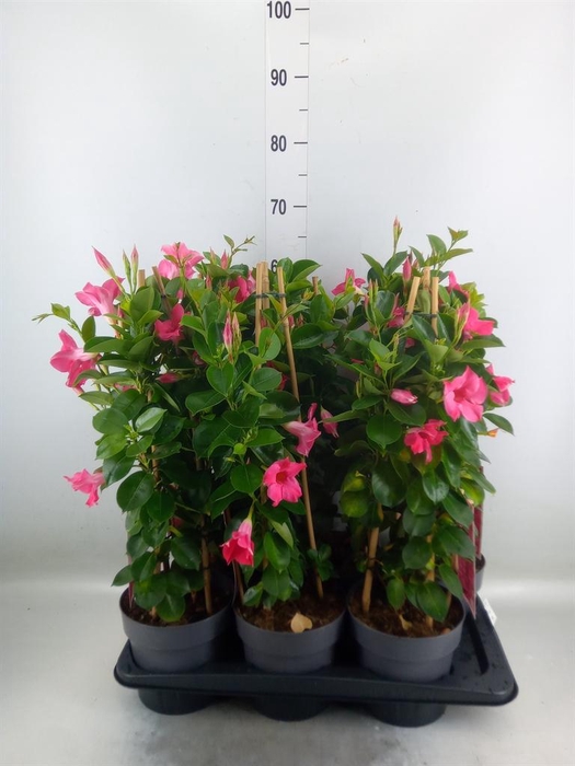 <h4>Mandevilla am. 'Sundav Pink'</h4>