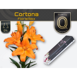 LI LA CORTONA MAGNUM FLORISTBOX 5+