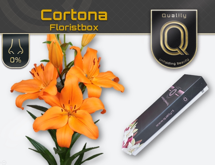 <h4>LI LA CORTONA MAGNUM FLORISTBOX 5+</h4>