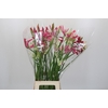 Nerine Mix