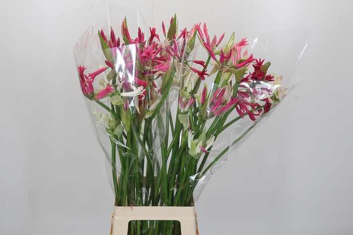 Nerine Mix