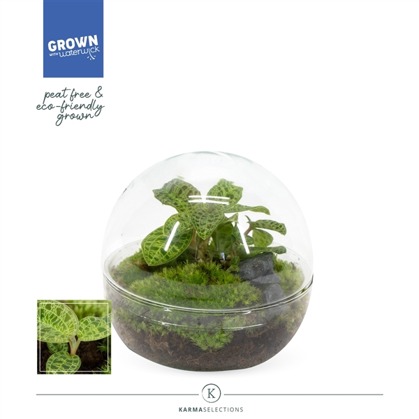 <h4>Jewel Orchid - KARMA Emerald | Macodes Petola | Terrarium Globe</h4>