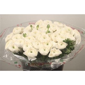 Ran... Su Siberia Super X50