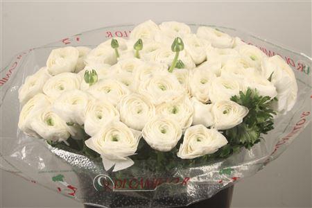 Ran... Su Siberia Super X50