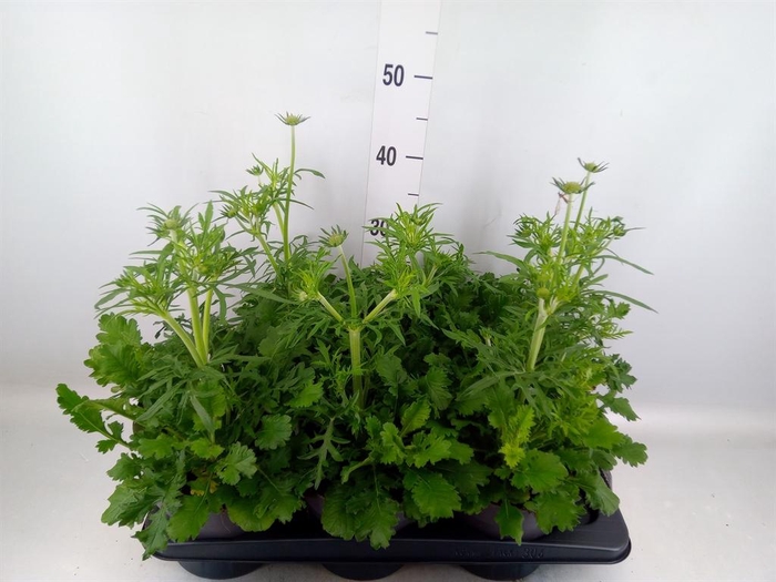 Scabiosa columb.