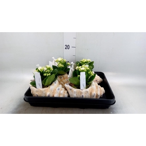 Arr.    Planten  L%