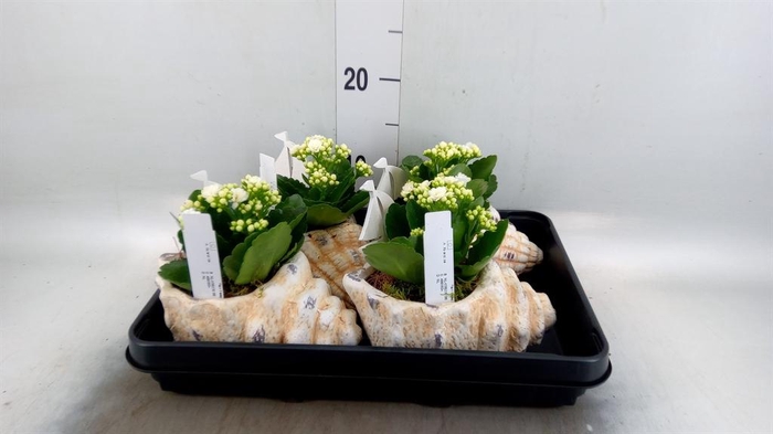 <h4>Arr.    Planten  L%</h4>