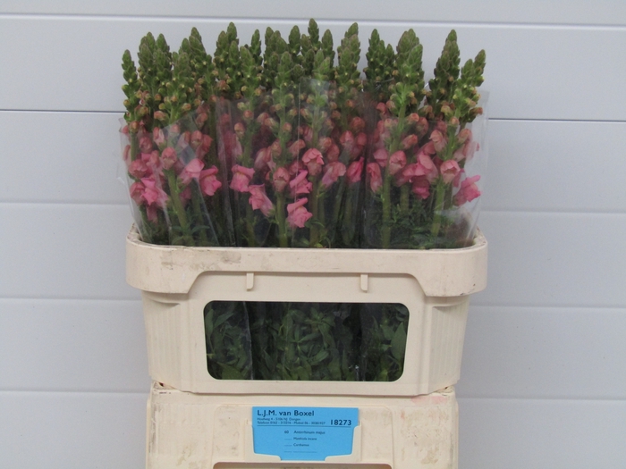 <h4>ANTIR POTO PINK</h4>