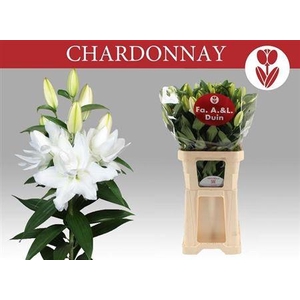 Li Or Du Chardonnay 5+