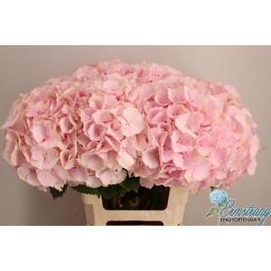 HYDRANGEA  'VERENA'
