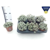 Sedum Sp Purpureum