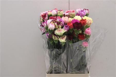 <h4>Di St Rainbow Mix</h4>