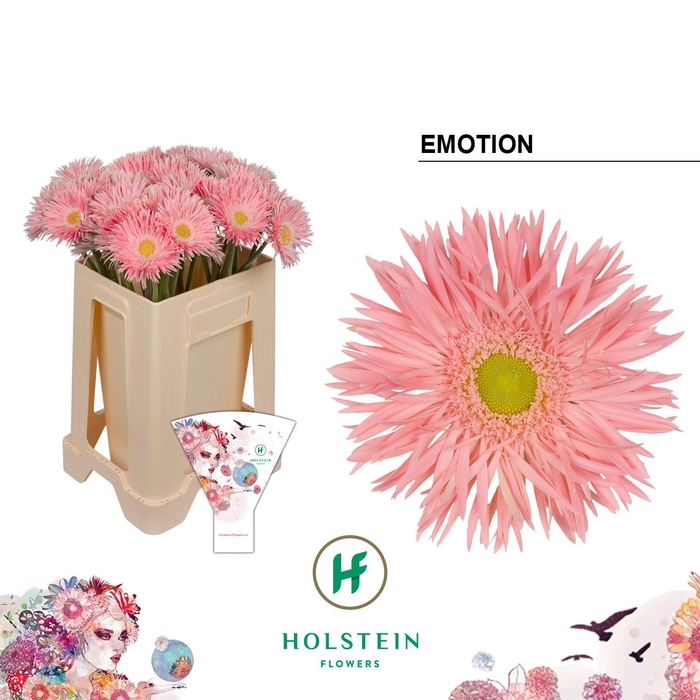 <h4>Gerbera Spider Emotion</h4>
