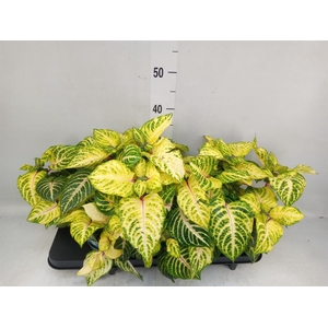 Iresine herbstii 'Rich Goldstar'