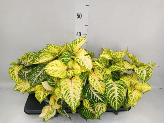 <h4>Iresine herbstii 'Rich Goldstar'</h4>