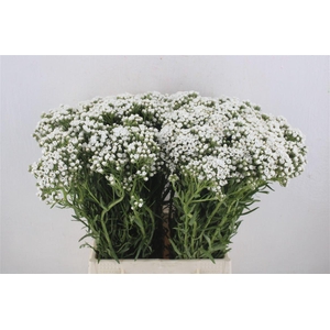 Ixodia 50cm P.stem