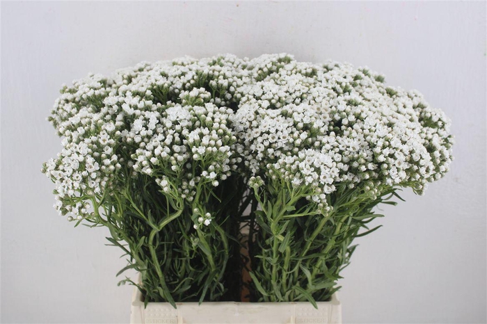 <h4>Ixodia 50cm P.stem</h4>