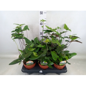 Hemionitis arifolia