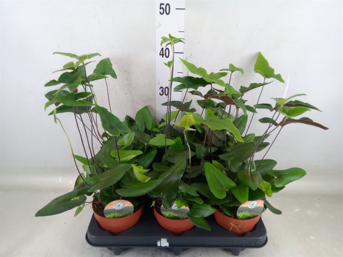 <h4>Hemionitis arifolia</h4>