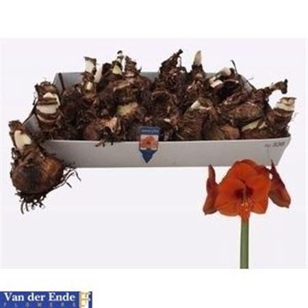 <h4>Bloembol Hippeastrum Rood</h4>