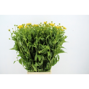 RUDBECKIA NITIDA