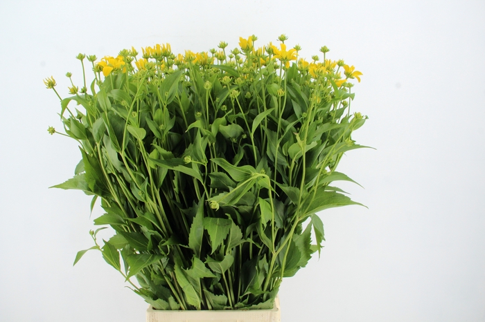 <h4>RUDBECKIA NITIDA</h4>