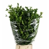 Buxus Per Bunch