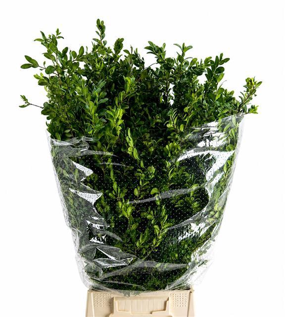 <h4>Buxus Per Bunch</h4>