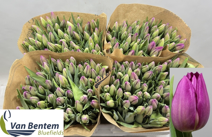 <h4>TU EN GOMERA</h4>