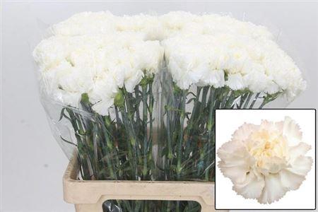 <h4>Di St Holly</h4>