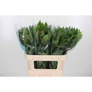 Alstroemeria Vixen 80 Gram