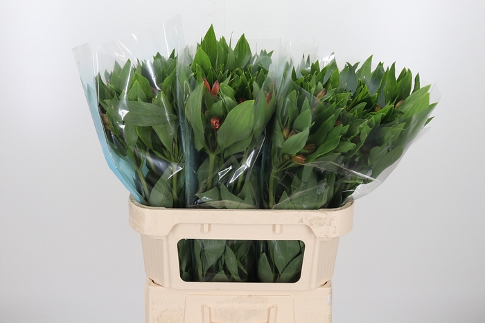 Alstroemeria Vixen 80 Gram