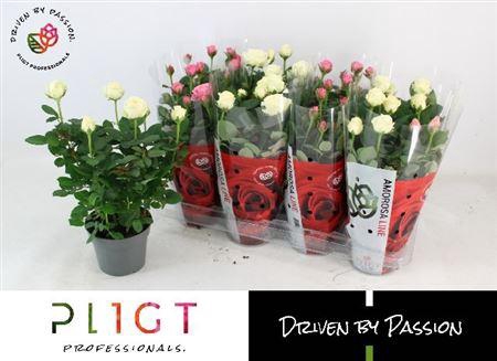 <h4>Rosa Amorosa gemengd</h4>