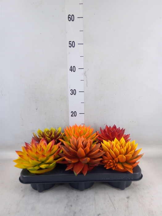 <h4>Echeveria  'Miranda'</h4>