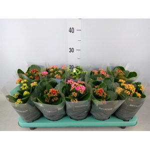 Kalanchoe blos.   ..rosebud mix  5